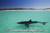 Great White Shark (Carcharodon carcharias). Gansbaai, South Africa.