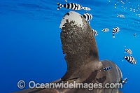 Oceanic Whitetip Shark (Carcharhinus longimanus), showing close detail of dorsal fin. This oceanic shark is found worldwide in tropical and temperate seas. Photo taken in Mozambique Channel, located between Madagascar and southeast Africa, Indian Ocean