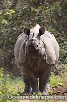 Indian Rhinoceros (Rhinoceros unicornis). Also known as Great One-horned Rhinoceros and Asian One-horned Rhinoceros. Found inhabiting grasslands and forests of north-eastern India and Nepal