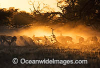 Springbok (Antidorcas marsupialis). Kagalagadi Game Reserve, South Africa.