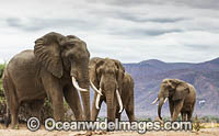 African Elephant (Loxodonta africana), male interaction. Mana Pools National Park, Zimbabwe.