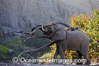 African Elephant (Loxodonta africana), bull trying to attract a female. Hoanib River, Namibia.