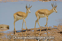 Thomson's Gazelle (Eudorcas thomsonii) reflections at a water hole. Found in Africa on grassland and savanna habitats.