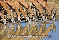 Thomson's Gazelle (Eudorcas thomsonii) herd drinking water at a water hole. Found in Africa on grassland and savanna habitats.