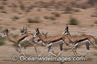 Thomson's Gazelle (Eudorcas thomsonii). Found in Africa on grassland and savanna habitats.