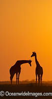 Northern Giraffe (Giraffa camelopardalis). Etosha National Park, Namibia.