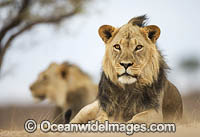 Lion (Panthera leo). Kagalagadi National Park, South Africa.