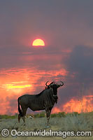 Wildebeest (Connochaetes taurinus) at sunset. Africa