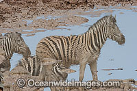Plains Zebra's (Equus burchelli) reflections at a water hole. Also known as Common Zebra and Burchell's Zebra. Africa