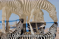 Plains Zebra's (Equus burchelli) drinking at a water hole. Also known as Common Zebra and Burchell's Zebra. Africa