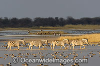Plains Zebra (Equus burchelli) herd crossing a water way. Africa