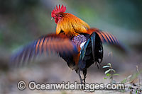 Red Junglefowl (Gallus gallus). Found in India, China, Malaysia, Philippines, Indonesia, Hawaiian Islands, Christmas Island and Cocos (Keeling) Islands and the Marianas