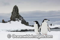 Chinstrap Penguins (Pygoscelis antarcticus). Half Moon Bay, Antarctica.