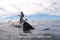 Great Shearwater (Puffinus gravis) with Blue Shark (Prionace glauca) on surface. Photo taken at Cape Point, South Africa