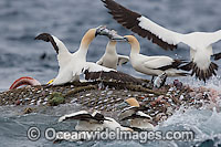 Cape Gannet (Morus capensis) scavenging a trawl net operating off Cape Point, South Africa