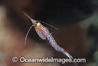 Mysid Shrimp (Paramesodopsis rufa). Portsea, Victoria, Australia