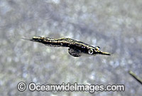 Mysid Shrimp (Order: Mysadcea). Jervis Bay, New South Wales, Australia