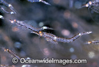 Mysid Shrimp (Order: Mysadcea). Rye, Victoria, Australia