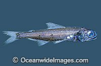 Lanternfish (Symbolophorus barnardi). Deep sea fish found off Bass Strait, Australia.