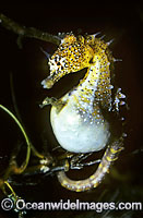 Short-head Seahorse (Hippocampus breviceps) - male giving birth. Babies emerging from males brood pouch. Port Phillip Bay, Victoria, Australia. Sequence - A5.