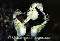 Southern Pot-belly Seahorse (Hippocampus bleekeri), female deciding which of the two males will carry her eggs. Found on a variety of soft-bottom habitats in southern Australia from Lakes Entrance to Great Australian Bight and around Tasmania.