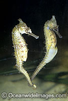 White's Seahorse (Hippocampus whitei) - courting male and female. Central New South Wales, Australia. Sequence - C1.
