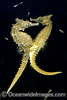 White's Seahorse (Hippocampus whitei) - female prepares for egg transfer. Central New South Wales, Australia. Sequence - C5.
