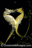 White's Seahorse (Hippocampus whitei) - female transferring eggs into males brood pouch. Central New South Wales, Australia. Sequence - C6.