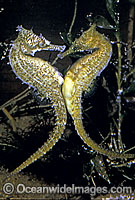 White's Seahorse (Hippocampus whitei) - female transferring eggs into males brood pouch. Central New South Wales, Australia. Sequence - C8.