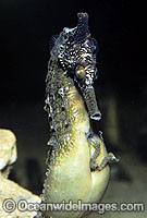 White's Seahorse (Hippocampus whitei) - male giving birth. Babies emerging from males brood pouch. Central New South Wales, Australia. Sequence - C10.