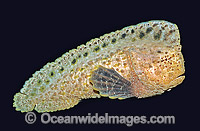 Warty Prowfish (Aetapcus maculatus). Port Phillip Bay, Victoria, Australia