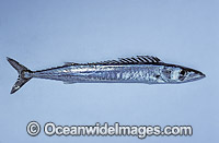 Barracouta (Thyrsites atun). Also known as 'Couta, Snoek and Sierra. A commercially sought fish found in Southern Australian waters.
