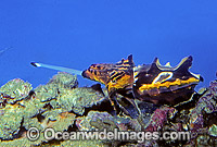Flamboyant Cuttlefish (Metasepia pfefferi) feeding on mysid Shrimp. Indo-Pacific
