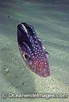 Paper Nautilus (Argonauta nodosa) with mantle covering egg chamber. Also known as Argonaut. Port Phillip Bay, Victoria, Australia