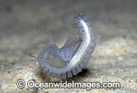 Paper Nautilus (Argonauta nodosa) hectocotylus - male reproductive organ. Also known as Argonaut. Port Phillip Bay, Victoria, Australia
