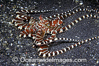 Wonderpus Octopus (Wunderpus photogenicus). Sulawesi, Indonesia