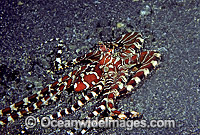 Wonderpus Octopus (Wunderpus photogenicus). Sulawesi, Indonesia