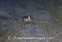 Mimic Octopus (Thaumoctopus mimicus). Flores, Indonesia
