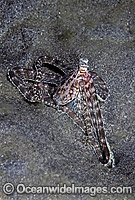 Mimic Octopus (Thaumoctopus mimicus). Emerging from its hole. Flores, Indonesia