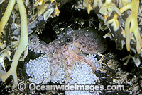 Pygmy Octopus (Octopus sp.) with eggs. Tasmania, Australia
