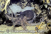 Pygmy Octopus (Octopus sp.) with eggs. Tasmania, Australia