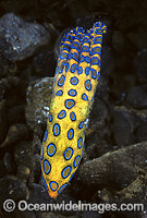 Greater Blue-ringed Octopus (Hapalochlaena lunulata). Sulawesi, Indonesia. Extremely venomous and dangerous tropical octopus.