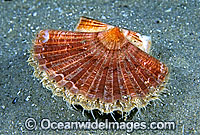 Commercial Scallop (Pecten fumatus). Also known as King Scallop. Highly prized by commercial fishery. Southern Australia