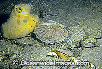 Commercial Scallop (Pecten fumatus). Also known as King Scallop. Highly prized by commercial fishery. Southern Australia