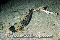 Collared Carpet Shark (Parascyllium collare). Also known as Collared Catshark. New South Wales, Australia