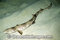 Rusty Carpet Shark (Parascyllium ferrugineum). Also known as Rusty Catshark. Southern Australia