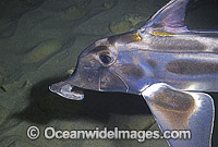 Elephant Shark (Callorhinchus milii). Also known as Elephant Fish and Ghost Shark. Southern Australia