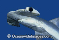 Smooth Hammerhead Shark (Sphyrna zygaena). Southern Australia