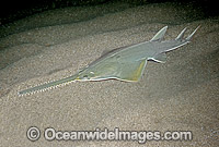 Green Sawfish (Pristis zijsron). Also known as Dindagubba, Narrowsnout sawfish and Sawfish. Found in salt, brackish and freshwater habitats in the Indo-Pacific from India to Australia.