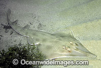 Short-snouted Shovelnose Ray (Aptychotrema bougainvillii). Also known as Common Shovelnose Shark and Guitarfish. New South Wales, Australia